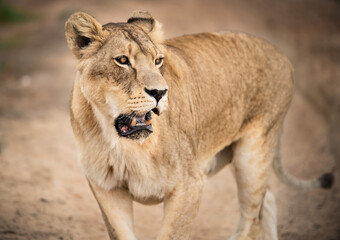 Awesome African lioness Queen of the jungle - Mighty wild animal in nature, roaming the grasslands and savannah of Africa