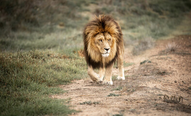 Majestic male African lion king of the jungle - Mighty wild animal in nature, roaming the grasslands and savannah of Africa