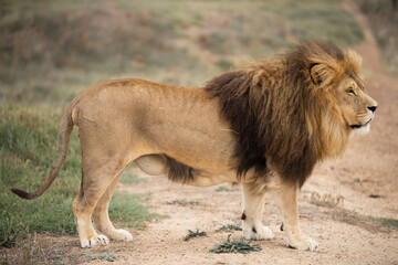 Majestic male African lion king of the jungle - Mighty wild animal in nature, roaming the...