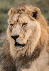 Majestic male African lion king of the jungle - Mighty wild animal in nature, roaming the grasslands and savannah of Africa