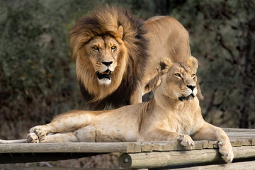 Majestic African lion couple loving pride of the jungle - Mighty wild animal in nature, roaming the...
