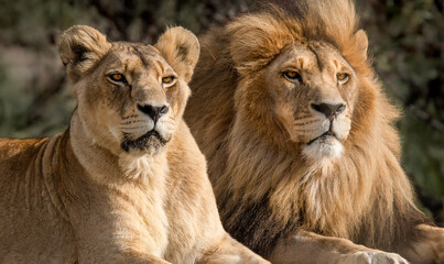 Majestic African lion couple loving pride of the jungle - Mighty wild animal in nature, roaming the grasslands and savannah of Africa