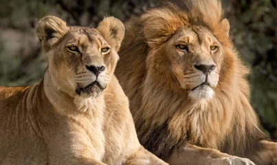 Fotobehang Majestic African lion couple loving pride of the jungle - Mighty wild animal in nature, roaming the grasslands and savannah of Africa © Shawn