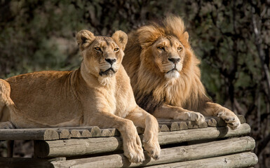 Mighty African lion couple looking out across their savannah kingdom