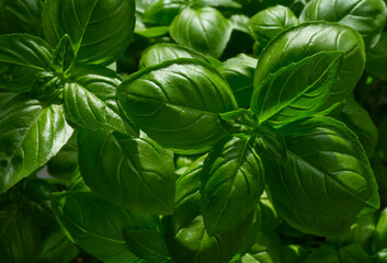 Fresh basil leaves on dark green background. Fresh herb leaf. Growing basil. Natural food background.