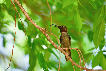 Anna's Hummingbird