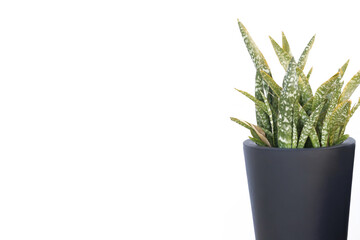 green Sansevieria plant in black pot on white isolated background