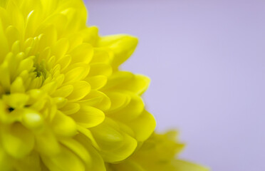 Close-up of bright yellow chrysanthemums with space for text. Floral background, botany concept. Festive design