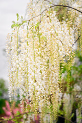 White wistarie flowers in detail outdoors.
