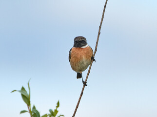 robin on a branch