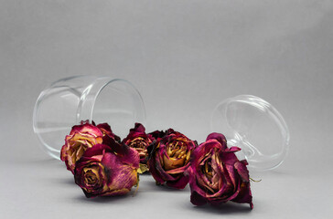 Dried roses in a glass jar on a gray background