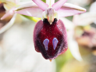 Detail of a small flower in Spring in Greece, macro shot