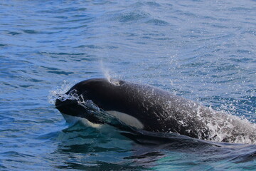 Fototapeta premium 知床の海に回遊する野生のシャチ（北海道羅臼沖）