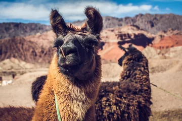 Selbstklebende Fototapeten llama in the mountains © jonatan