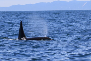 Fototapeta premium 知床の海に回遊する野生のシャチ（北海道羅臼沖）