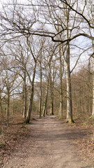 Path through beech tree woodland in spring morning