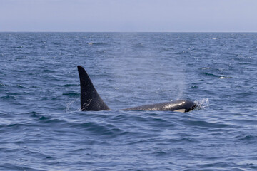 Fototapeta premium 知床の海に回遊する野生のシャチ（北海道羅臼沖）