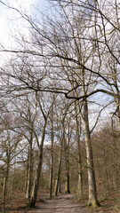 View through beech tree forest against blue sky for natural layer nature texture backdrop wallpaper showing tree truck, branches and twigs Silhouetted against bright sky.