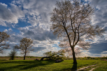 tree in the field