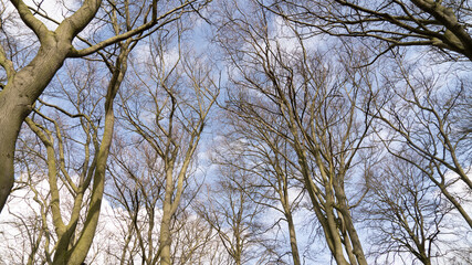 Up Tree view of beech tree against blue sky for natural layer nature texture backdrop wallpaper showing branches and twigs Silhouetted against bright sky.