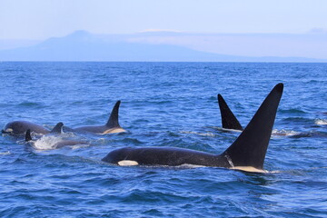 Fototapeta premium 知床の海に回遊する野生のシャチ（北海道羅臼沖）