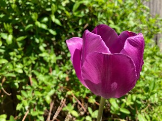 purple tulip in the garden