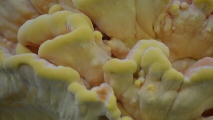 yellow fungus on tree bark so called Laetiporus sulphureus