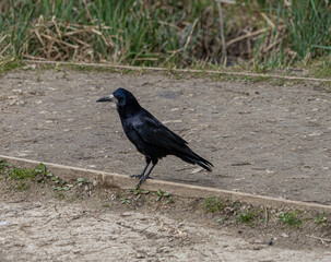 Single Bird Portrait European Rook Crow