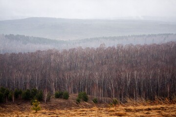 autumn forest in fog