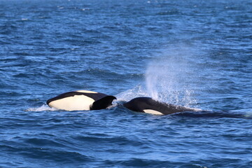Fototapeta premium 知床の海に回遊する野生のシャチ（北海道羅臼沖）
