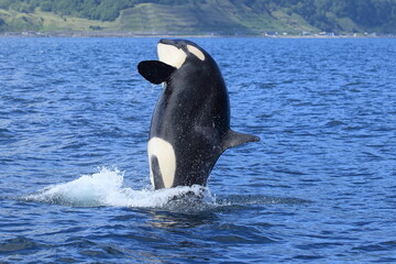 知床の海に回遊する野生のシャチ（北海道羅臼沖） © Shiretoko Dream