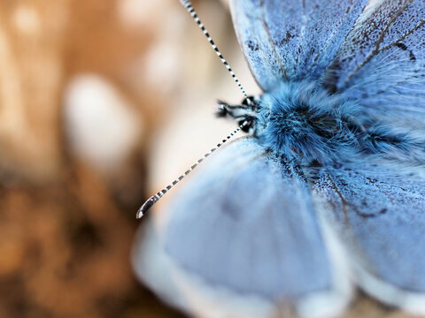 Detail of a beautiful blue butterfly in Greece in Spring, macro photo