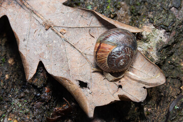 adult Arianta arbustorum snail sitting on a dead oak leaf on the ground