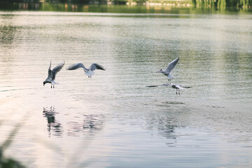 Ptaki na jeziorem