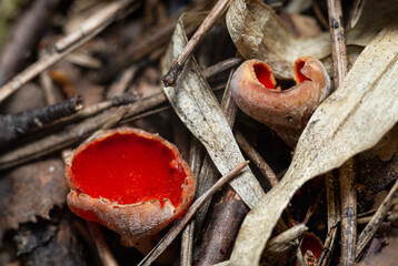 two Elf Cups mushroom (Sarcoscypha sp.)  fruit bodies in litter