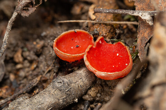 two Elf Cups mushroom (Sarcoscypha sp.)  fruit bodies in litter