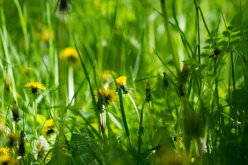 yellow flower in grass