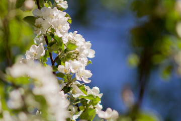 blossom in spring