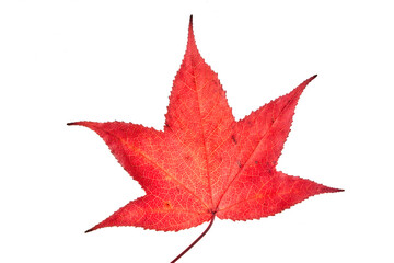 Single red autumn liquidambar or maple leaf isolated on white background, clipping path