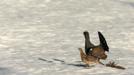 Male and female western capercaillie - Tetrao urogallus - walking on snow at the lek site in Norway