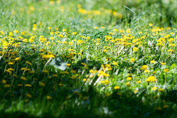Fototapeta premium yellow flowers in the meadow