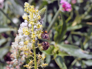 Bees collecting pollen from a flower on a mountain in Greece in Spring