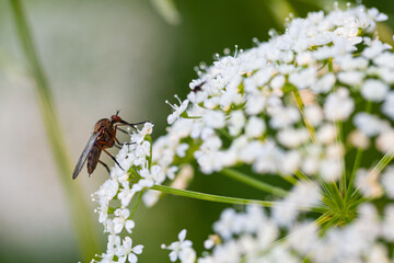 Adult Empis livida fly sitting at Apiaceae white flower