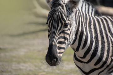 Fototapeta na wymiar The Hartmann\'s mountain zebra, Equus zebra hartmannae is a subspecies of the mountain zebra found in far south-western Angola and western Namibia