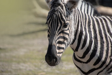 Fototapeta premium The Hartmann\'s mountain zebra, Equus zebra hartmannae is a subspecies of the mountain zebra found in far south-western Angola and western Namibia