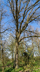 British Bluebell Woodland in Spring