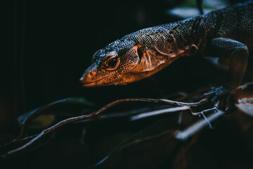 bearded dragon lizard