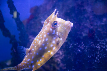 fish in aquarium
