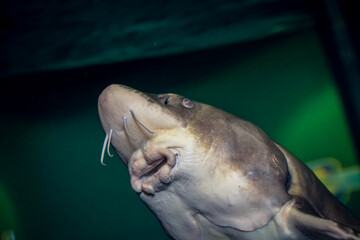 fish in the water