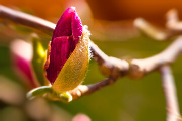 bud of a magnolia